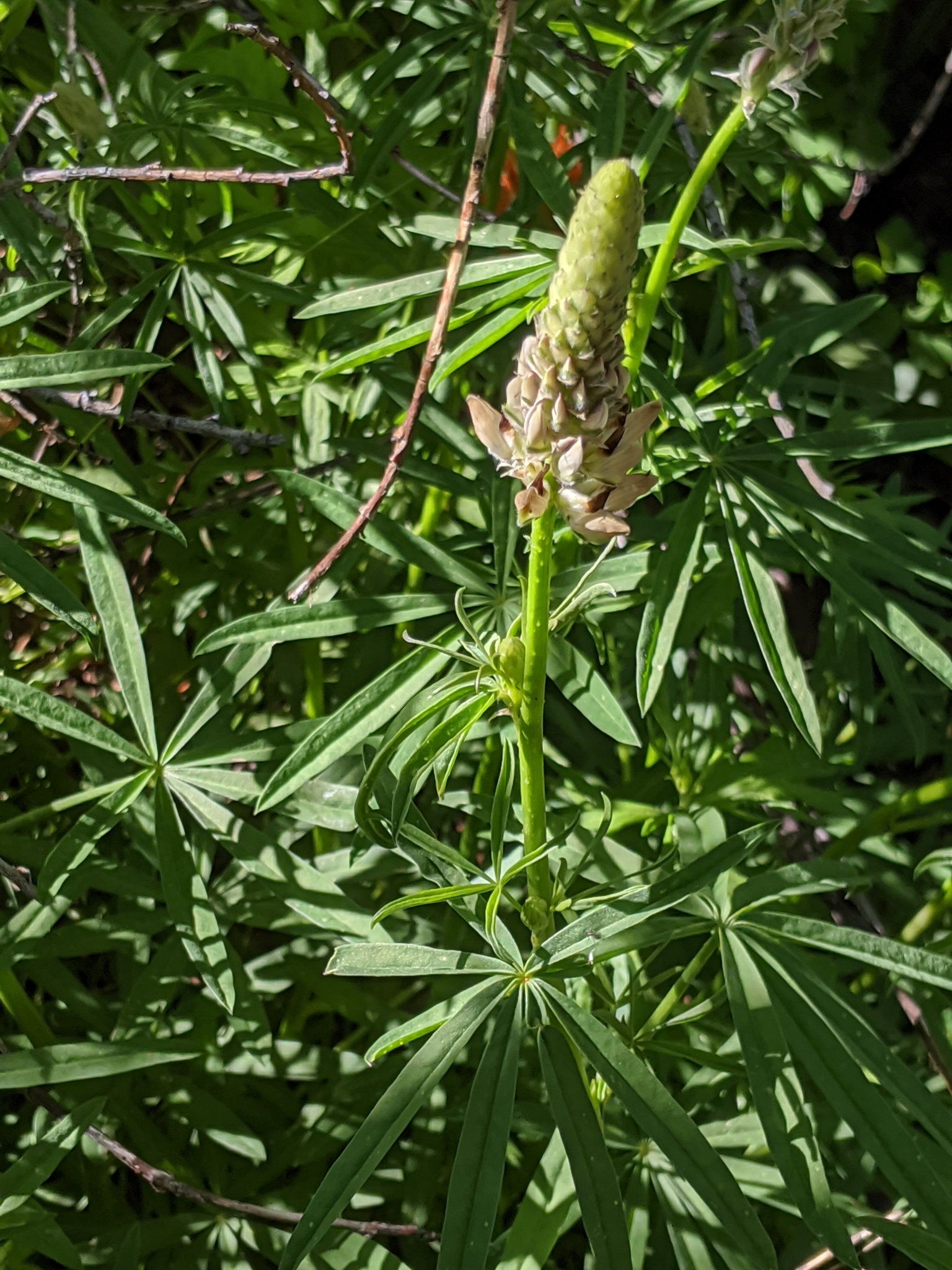 Lupinus pratensis