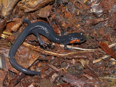 Plethodon jordani
