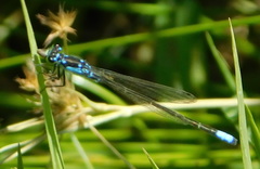 Ischnura damula