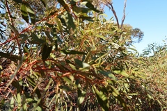 Eucalyptus oleosa