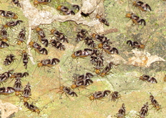 Cerastipsocus trifasciatus