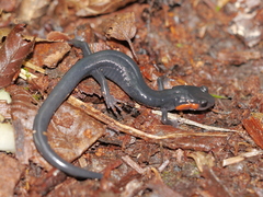 Plethodon jordani