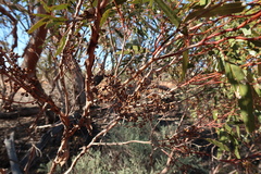 Eucalyptus oleosa