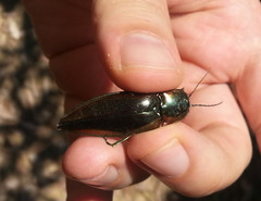 Campsosternus auratus