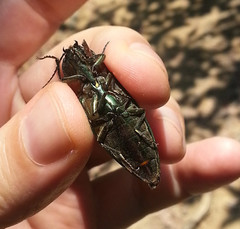 Campsosternus auratus