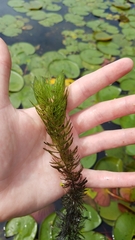 Ceratophyllum