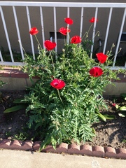 Papaver × pseudo-orientale