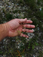 Pediomelum linearifolium