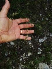 Pediomelum linearifolium