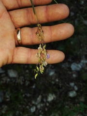 Pediomelum linearifolium