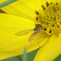 Toxomerus marginatus