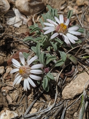 Townsendia scapigera