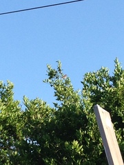 Passer domesticus