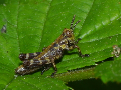 Booneacris glacialis