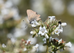 Satyrium auretorum