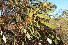 Eucalyptus oleosa