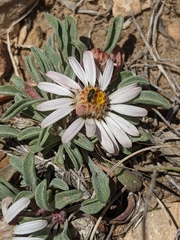 Townsendia scapigera