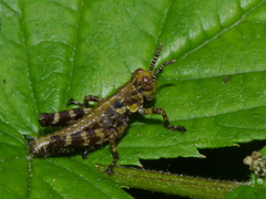 Booneacris glacialis