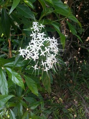 Pavetta hongkongensis