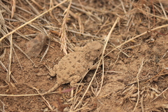 Phrynosoma douglasii