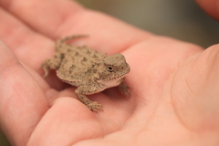 Phrynosoma douglasii
