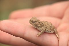 Phrynosoma douglasii