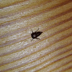 Hemiptera