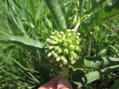 Asclepias viridiflora