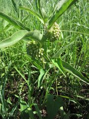 Asclepias viridiflora