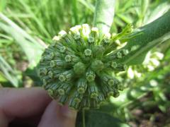 Asclepias viridiflora