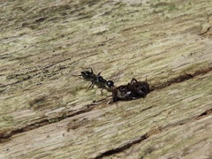 Ampulex canaliculata