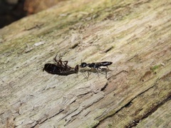 Ampulex canaliculata