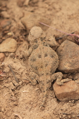 Phrynosoma douglasii