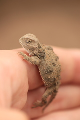 Phrynosoma douglasii