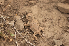 Phrynosoma douglasii