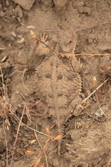Phrynosoma douglasii