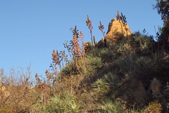 Puya venusta
