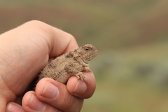 Phrynosoma douglasii