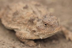 Phrynosoma douglasii