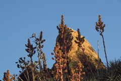 Puya venusta