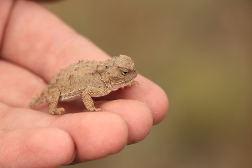 Pygmy Short-horned Lizard