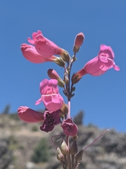 Penstemon floridus floridus