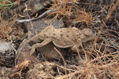 Phrynosoma douglasii