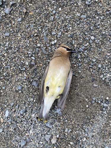 Cedar Waxwing photographed in Maine