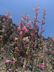 Penstemon floridus floridus