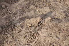 Phrynosoma douglasii