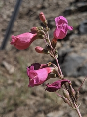Penstemon floridus floridus