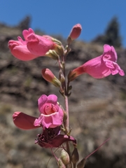 Penstemon floridus floridus