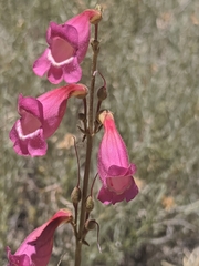 Penstemon floridus floridus