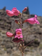 Penstemon floridus floridus